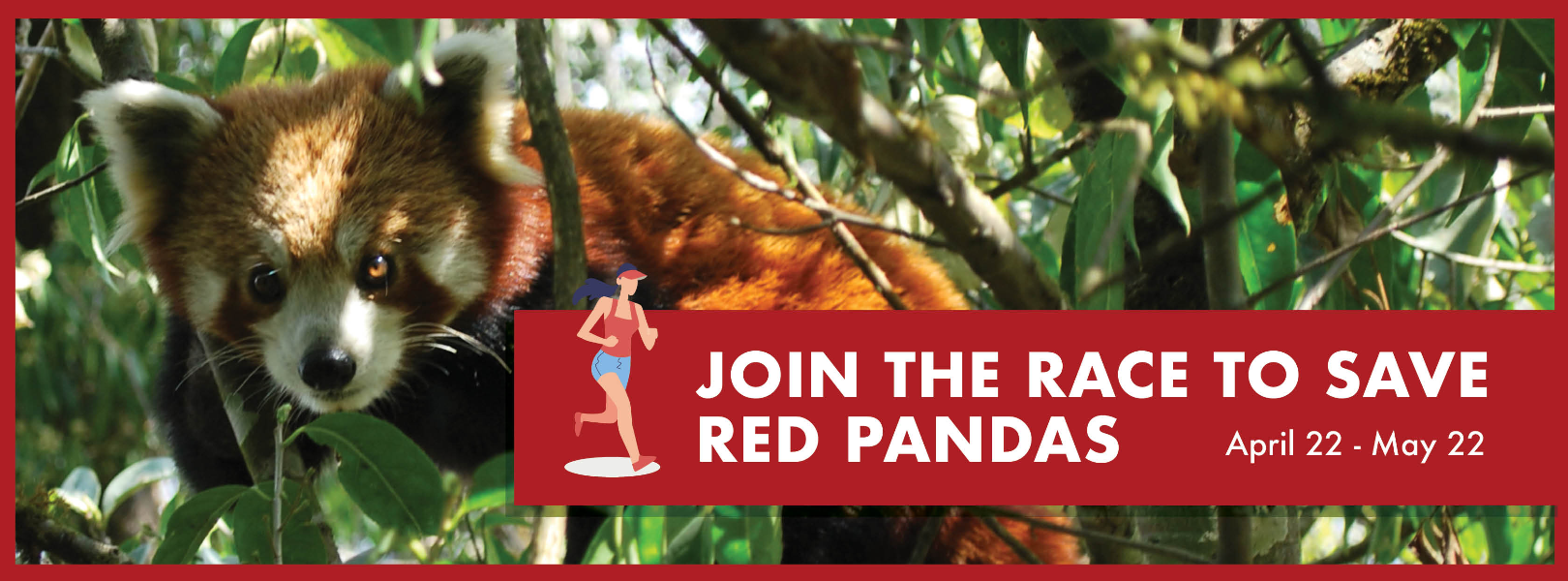 Run for Red Pandas