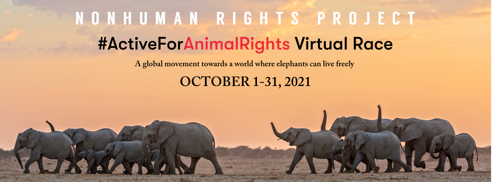 The NhRP's #ActiveForAnimalRights Virtual Race