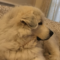 Bob